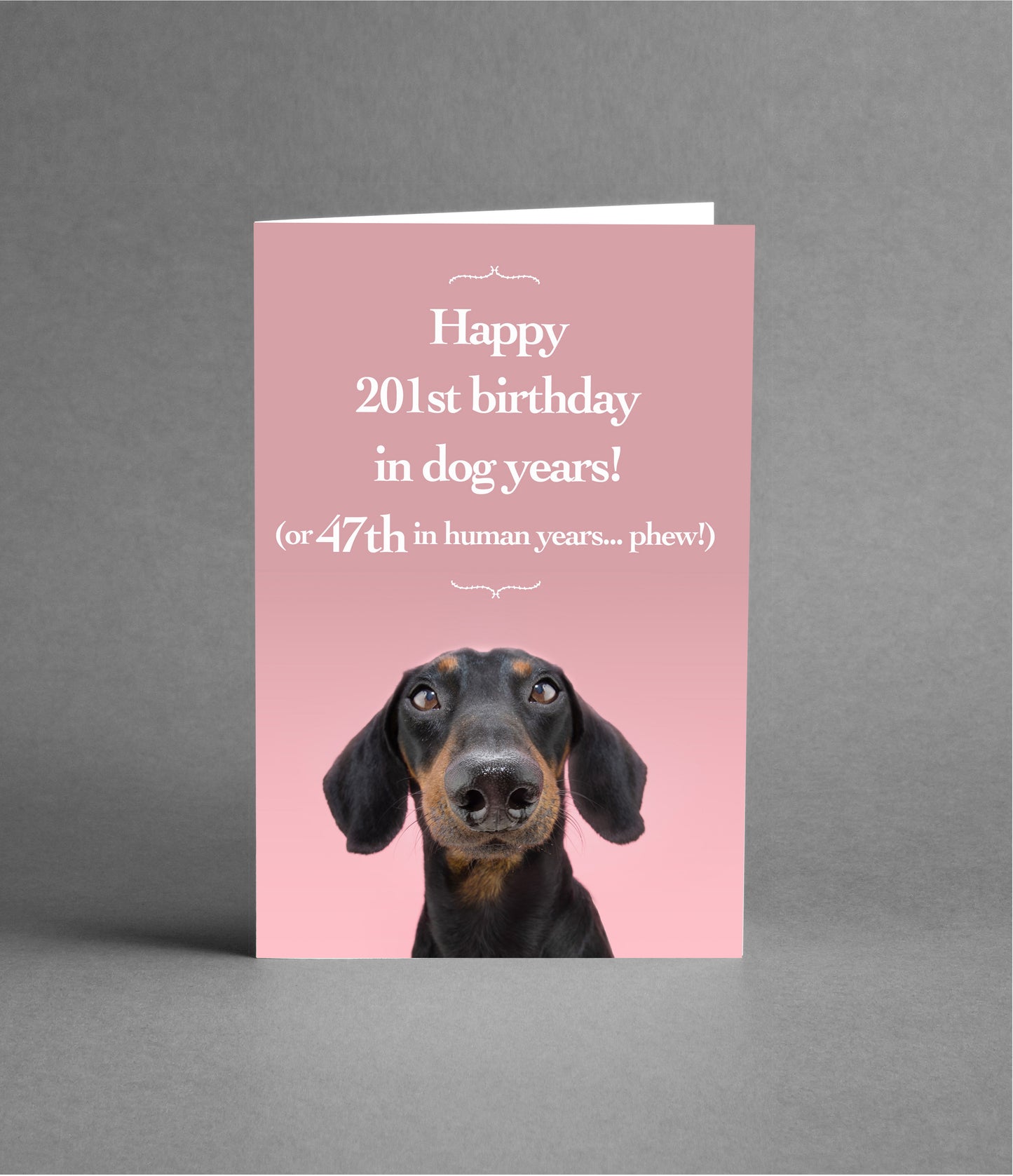 Happy 47th Birthday in Dog Years